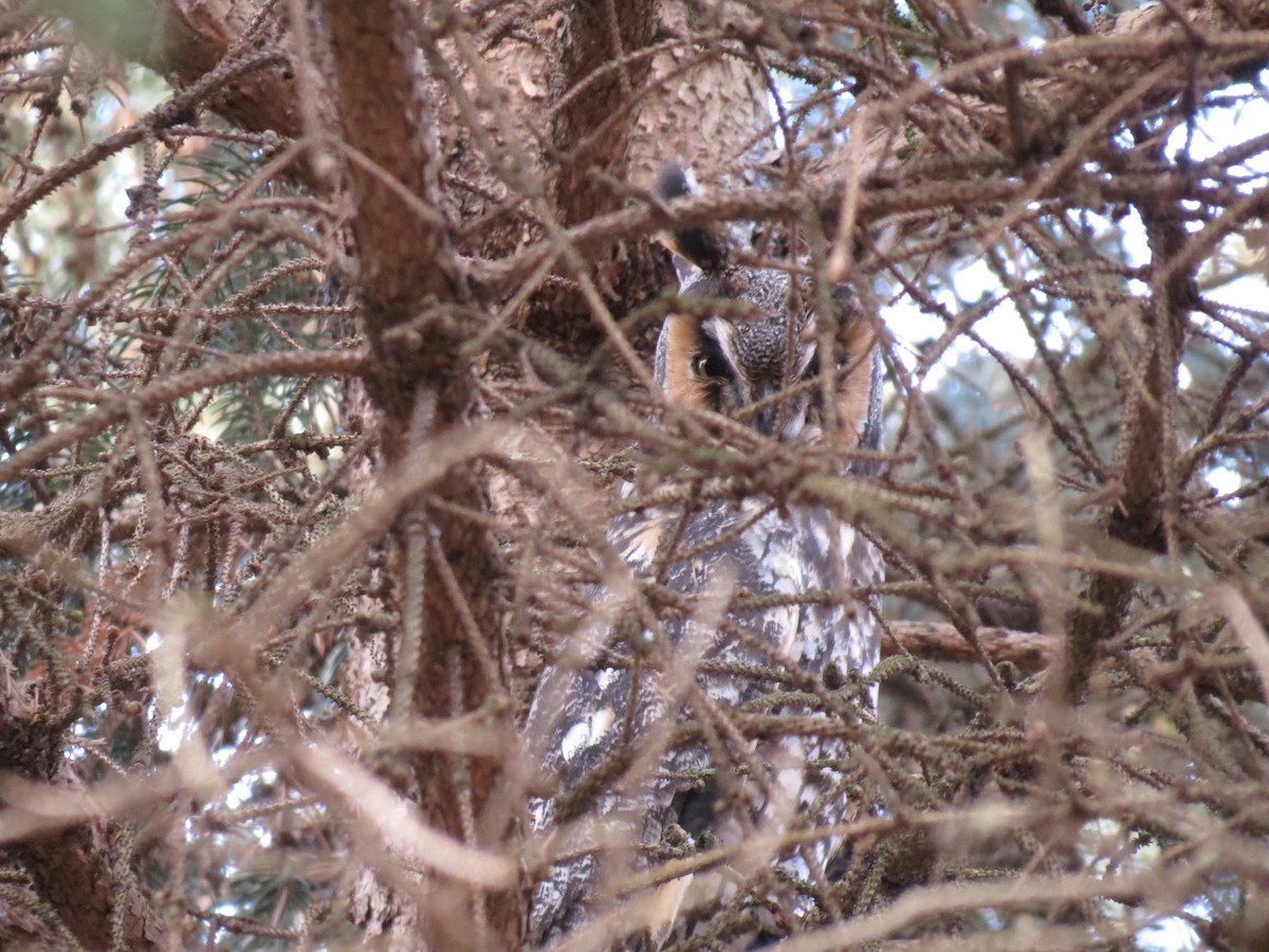 Long-eared Owl - ML133027751