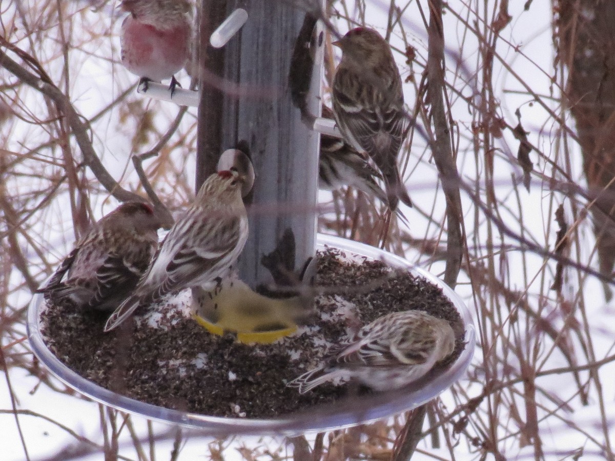 Hoary Redpoll - ML133027781