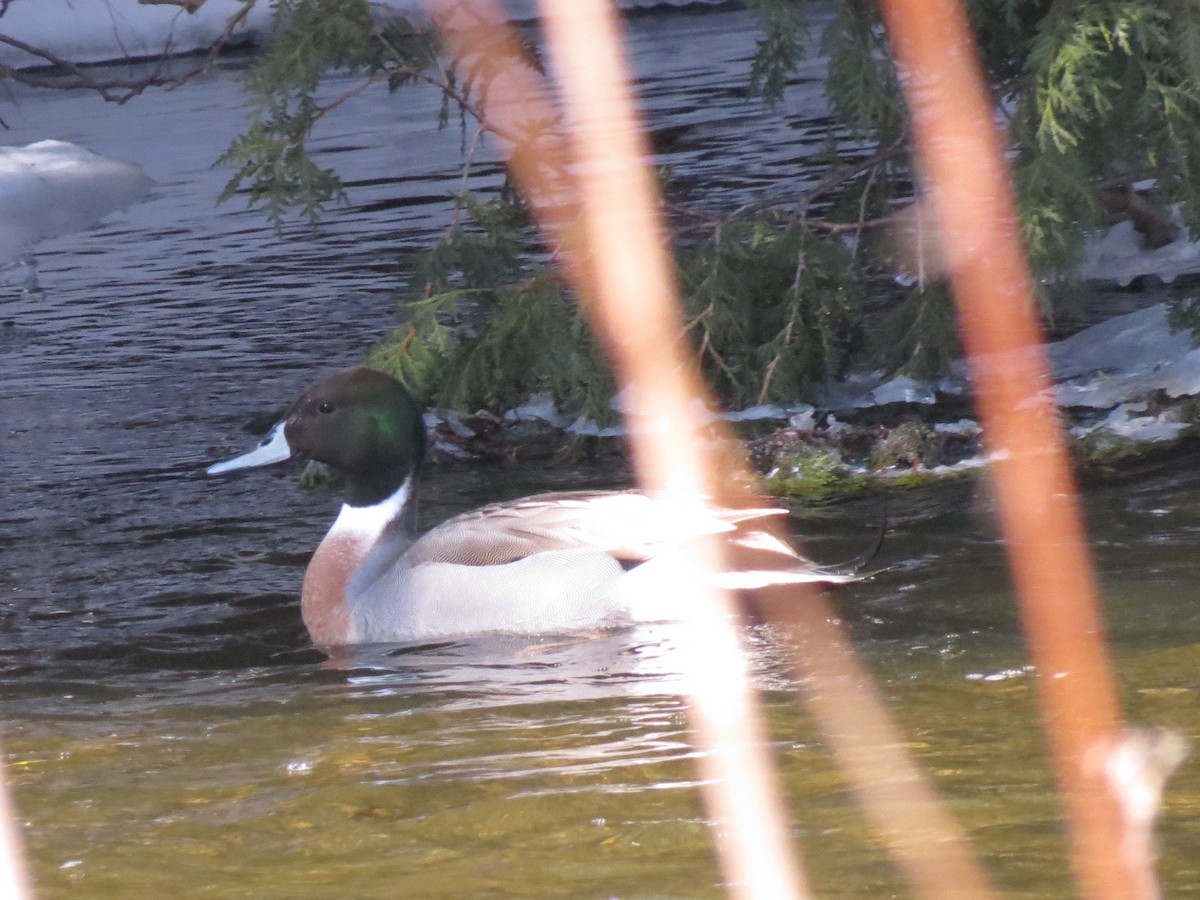 Mallard x Northern Pintail (hybrid) - ML133027821