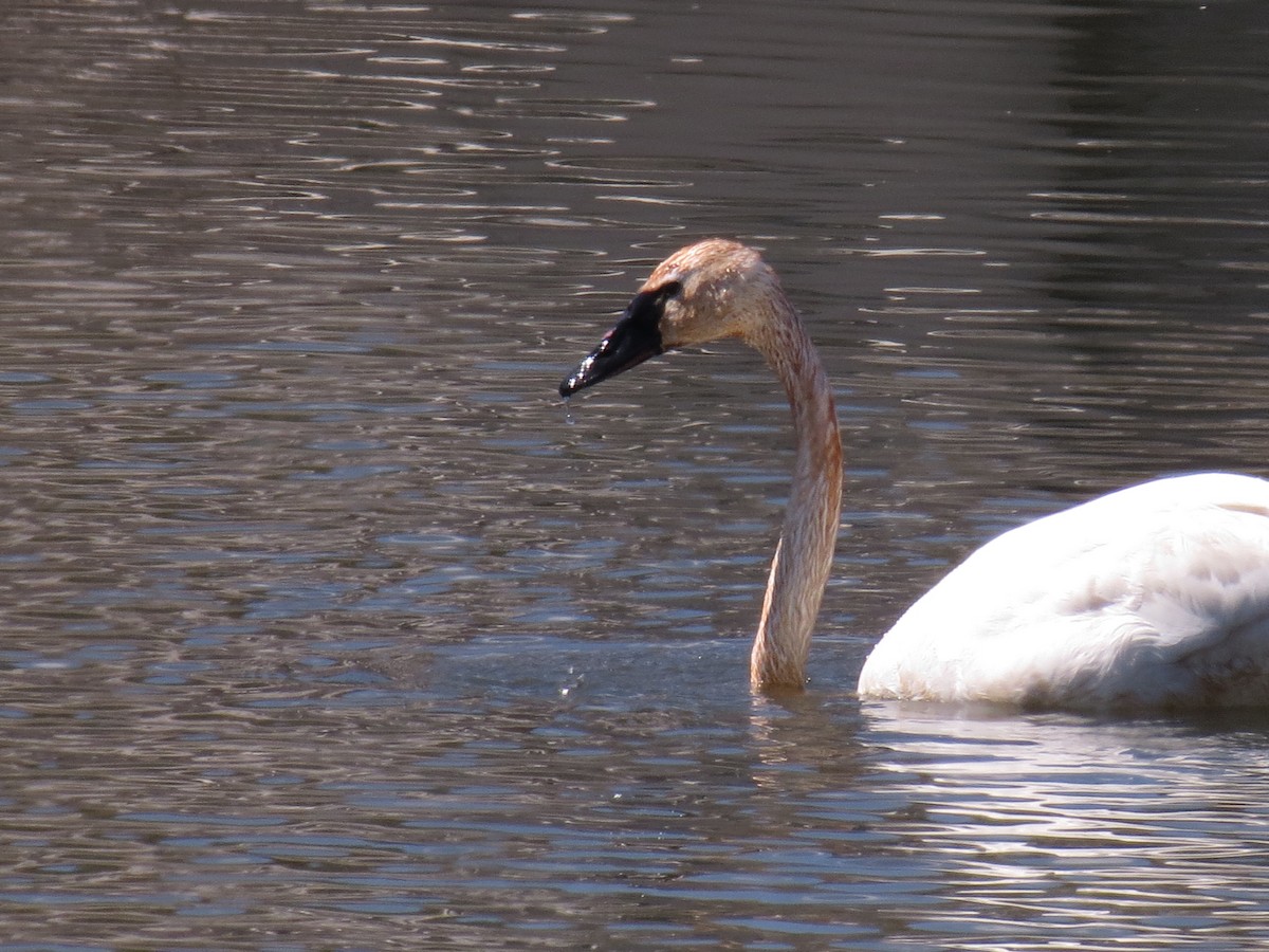 Tundra Swan - ML133027851