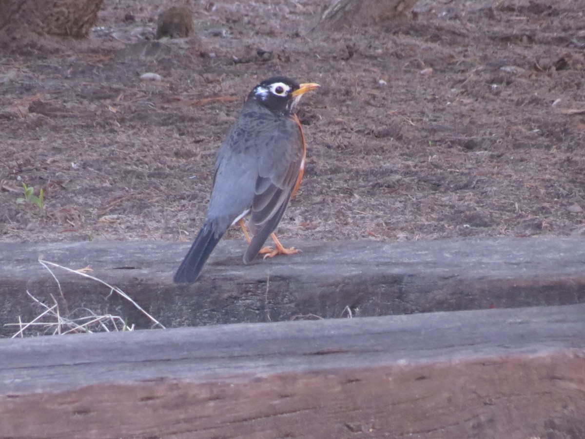 American Robin - ML133027891