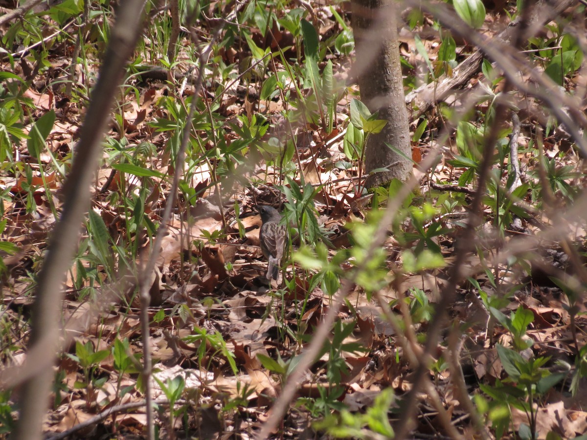 Kirtland's Warbler - ML133027901