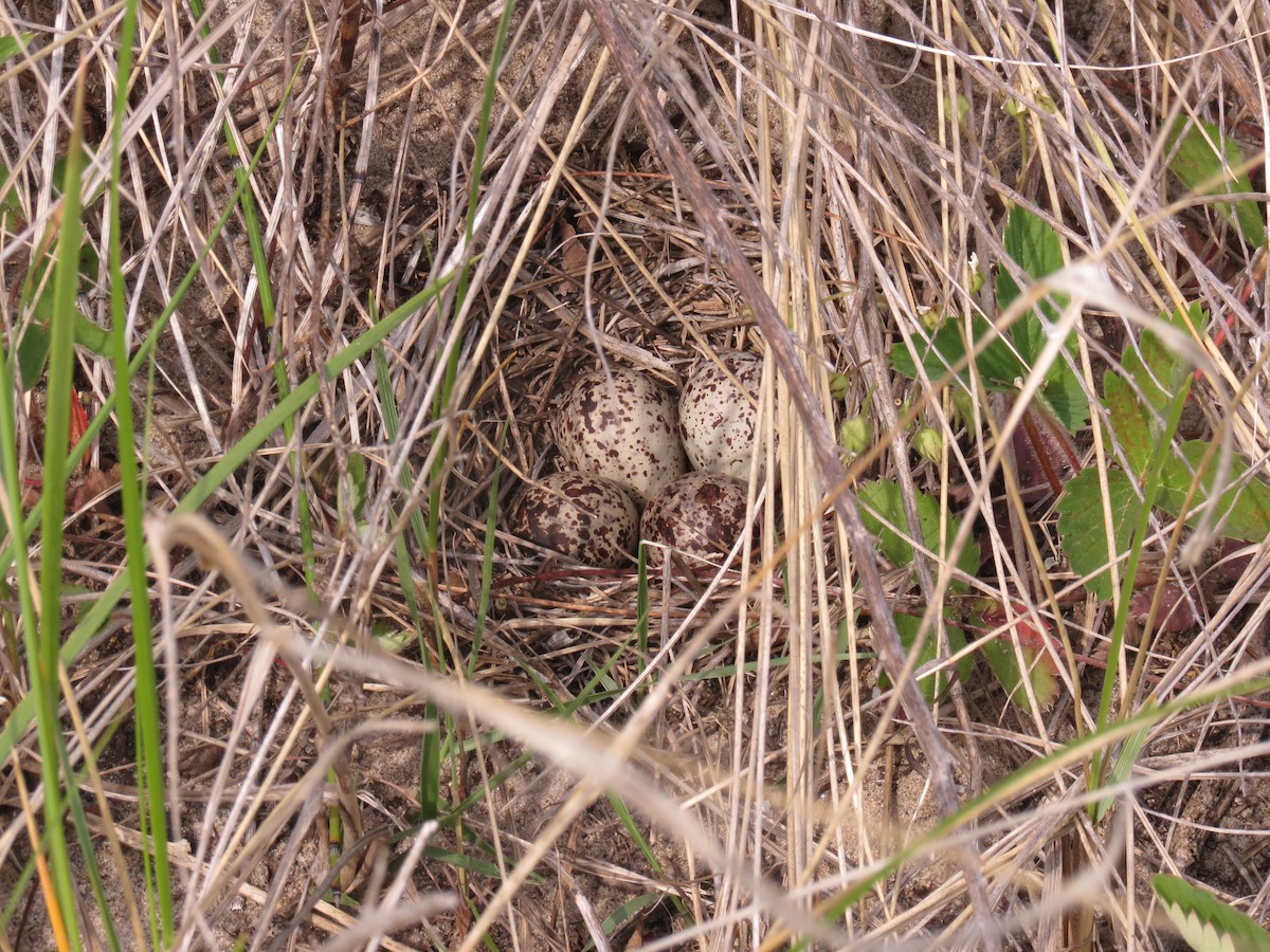 Spotted Sandpiper - ML133027931