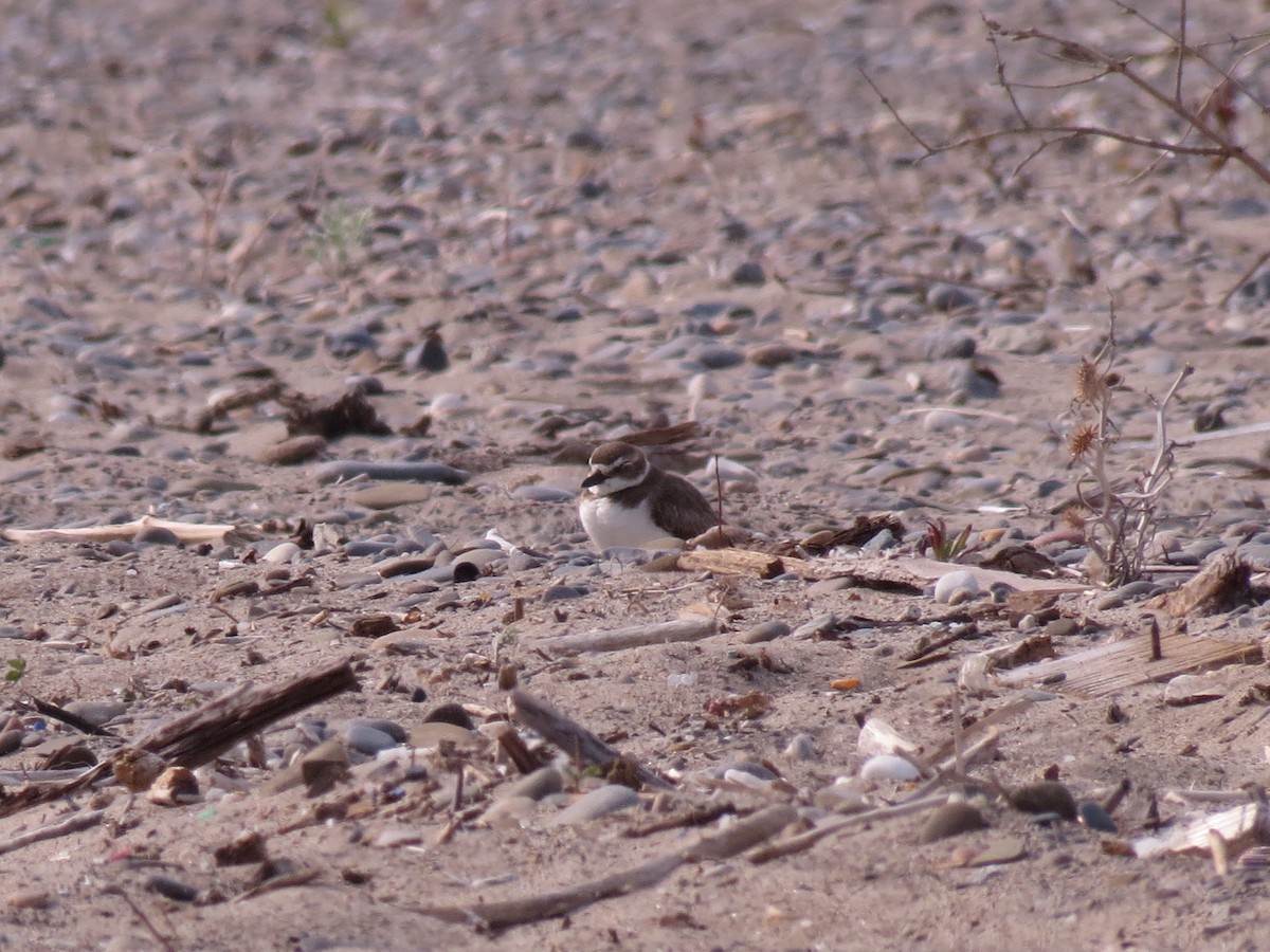 Wilson's Plover - ML133027951