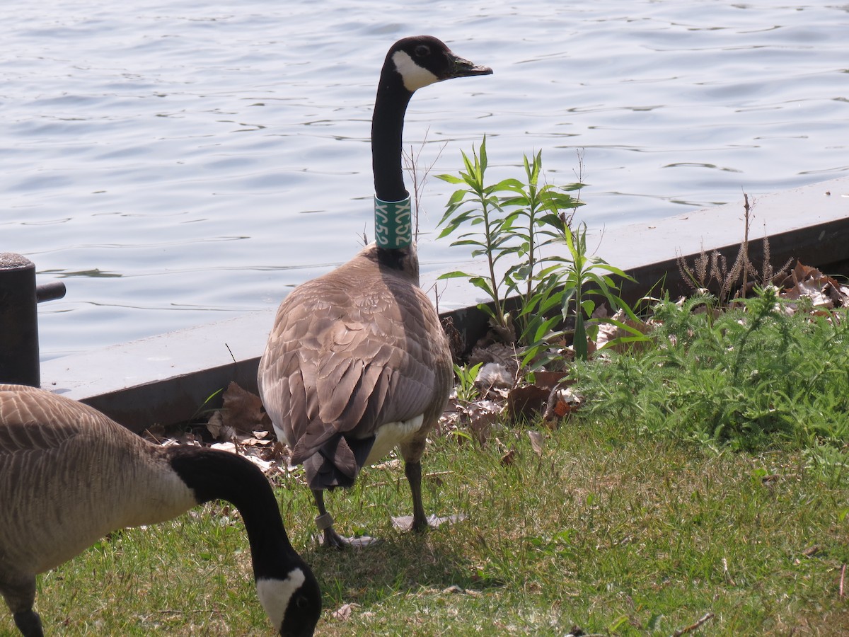 Canada Goose - ML133028031