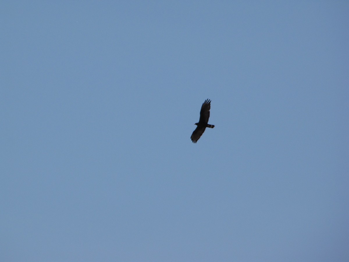 Zone-tailed Hawk - Don Weidl