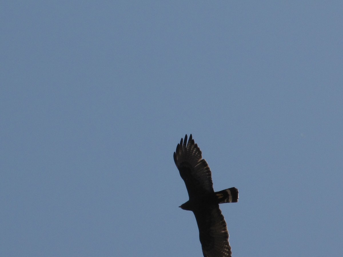 Zone-tailed Hawk - Don Weidl