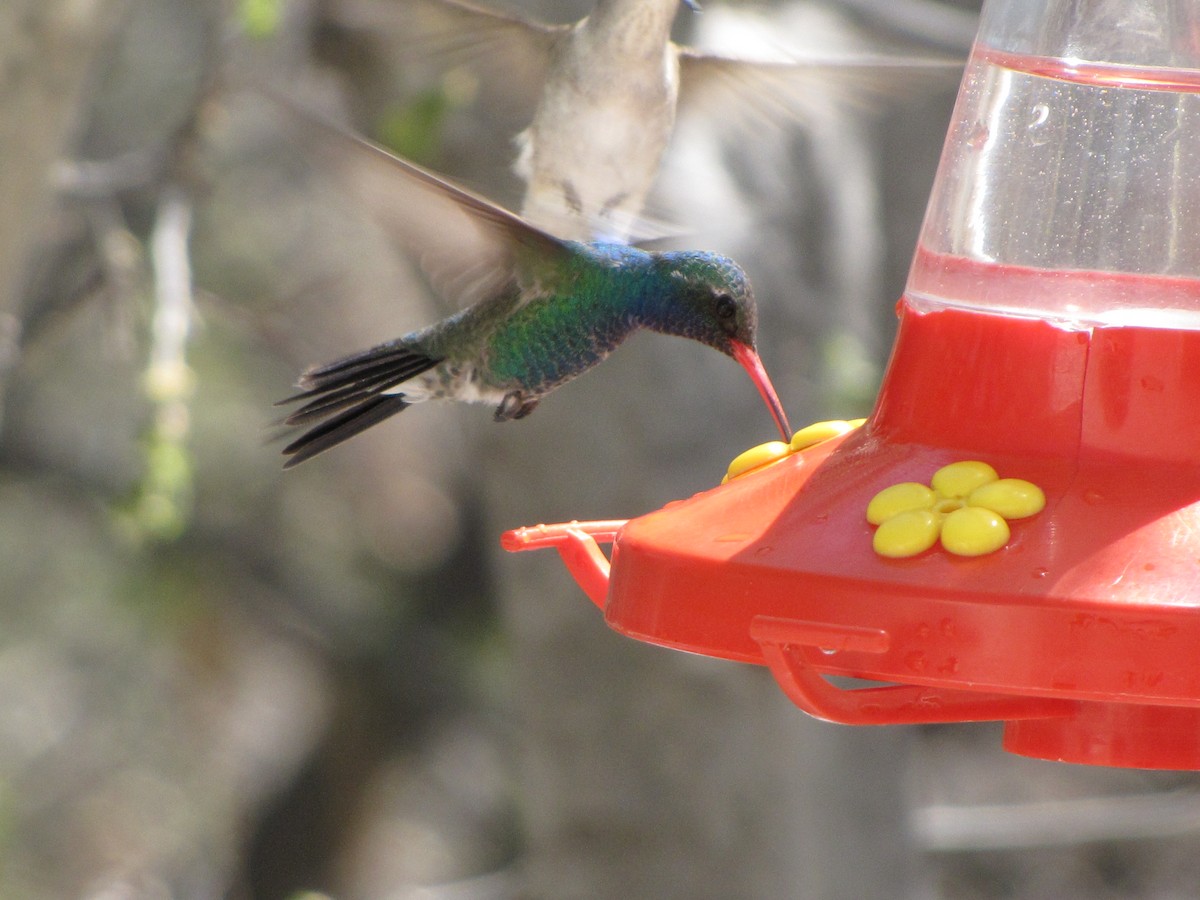 Broad-billed Hummingbird - Don Weidl