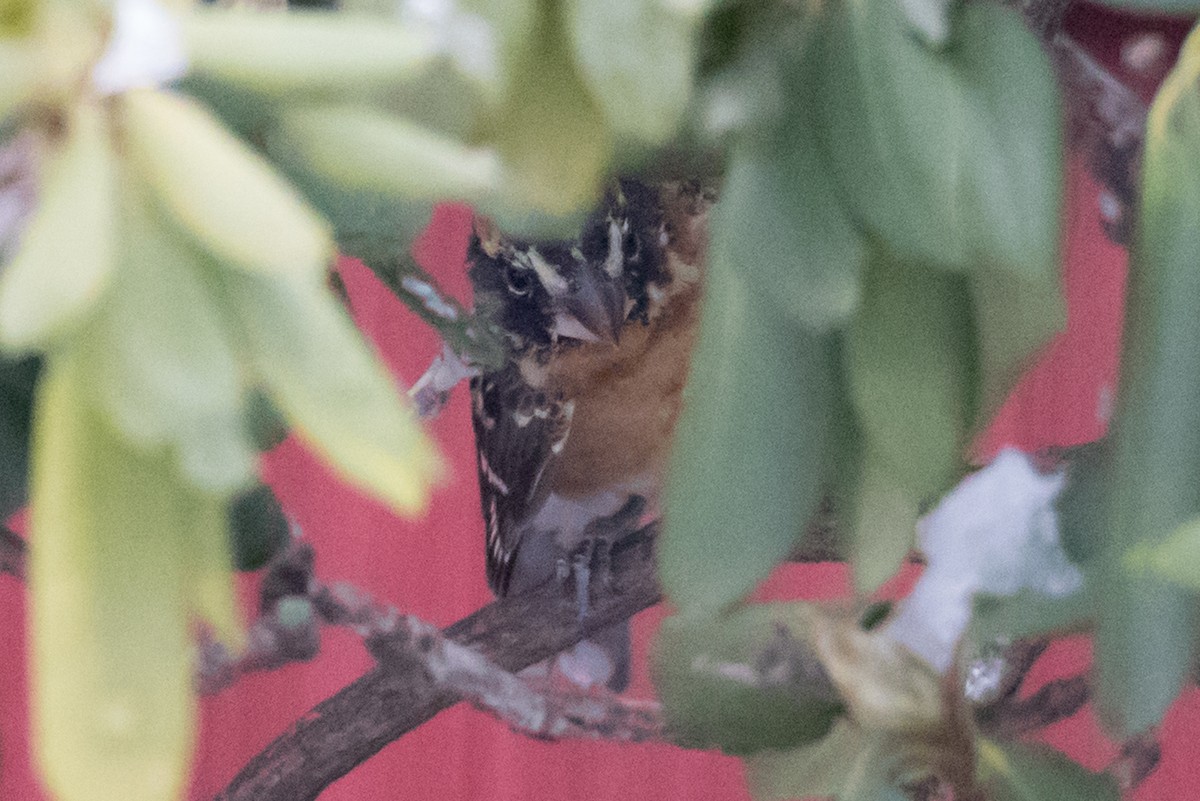 Black-headed Grosbeak - ML133030981