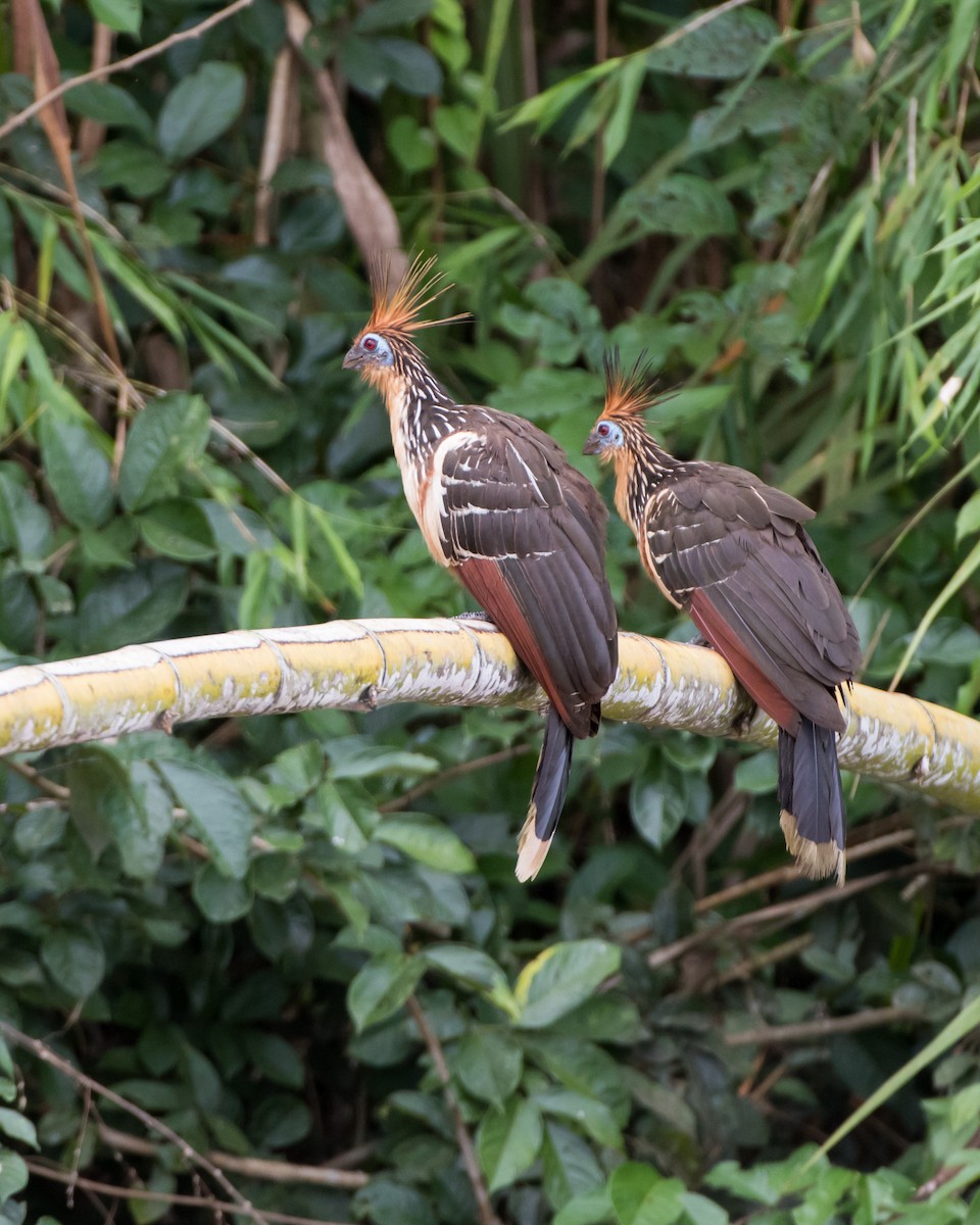 Hoatzin - Hank Davis