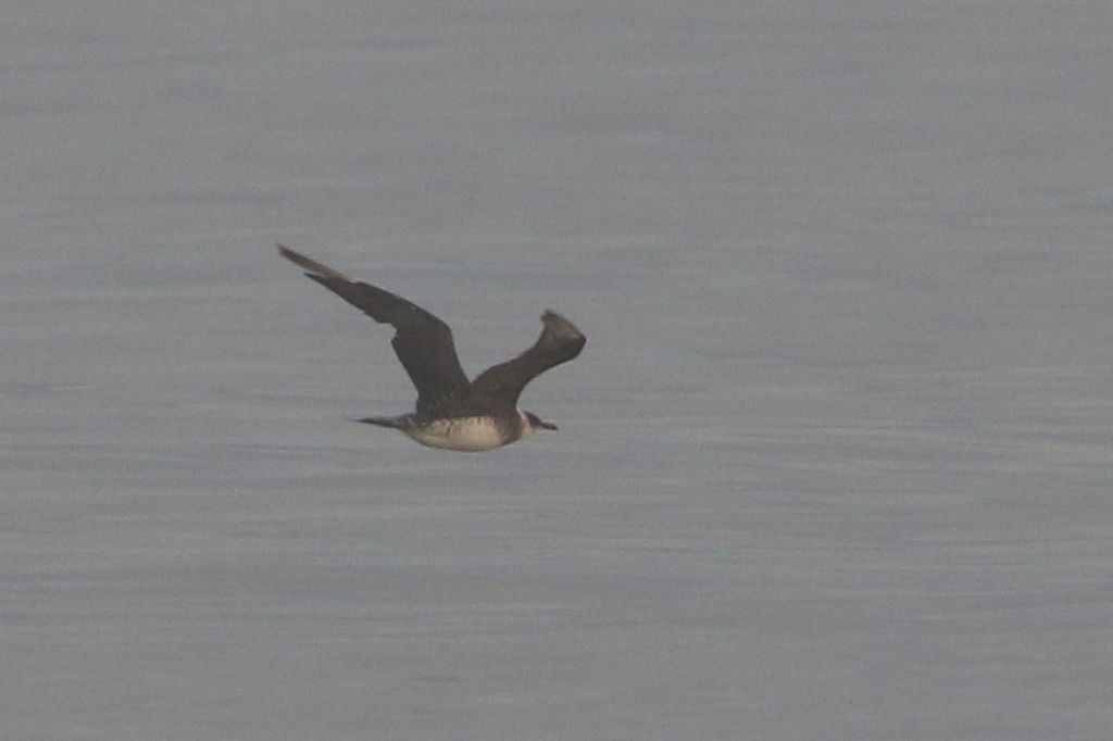 Pomarine Jaeger - ML133035061