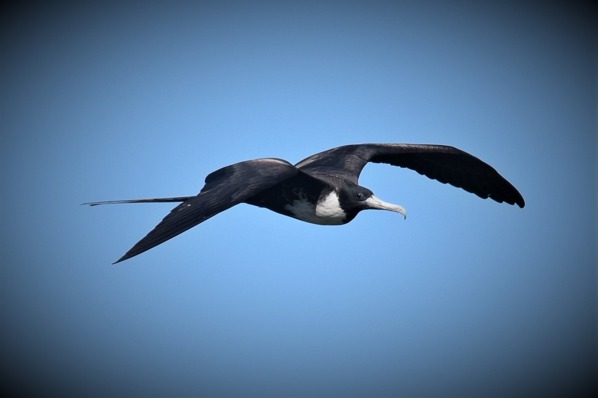 Magnificent Frigatebird - ML133035651