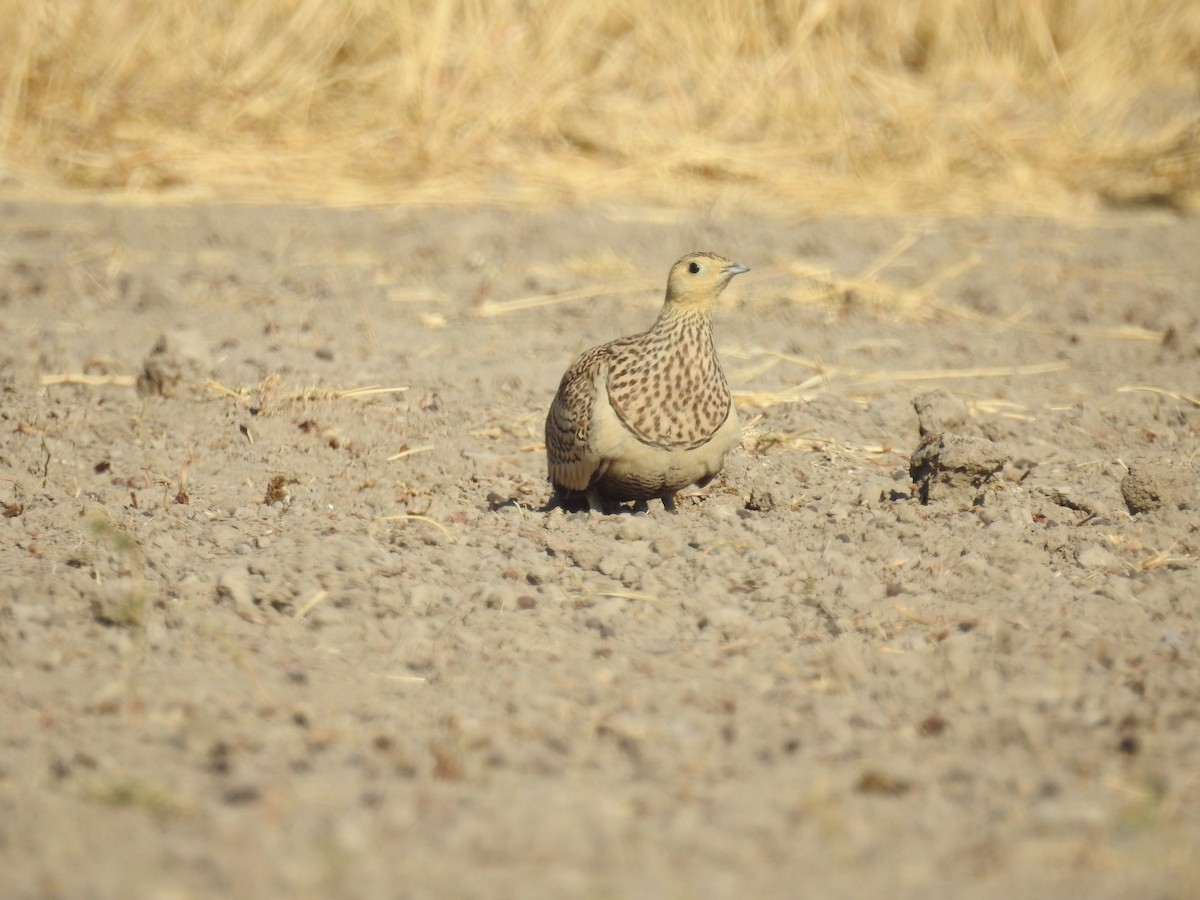 Chestnut-bellied Sandgrouse - Ashwin Viswanathan