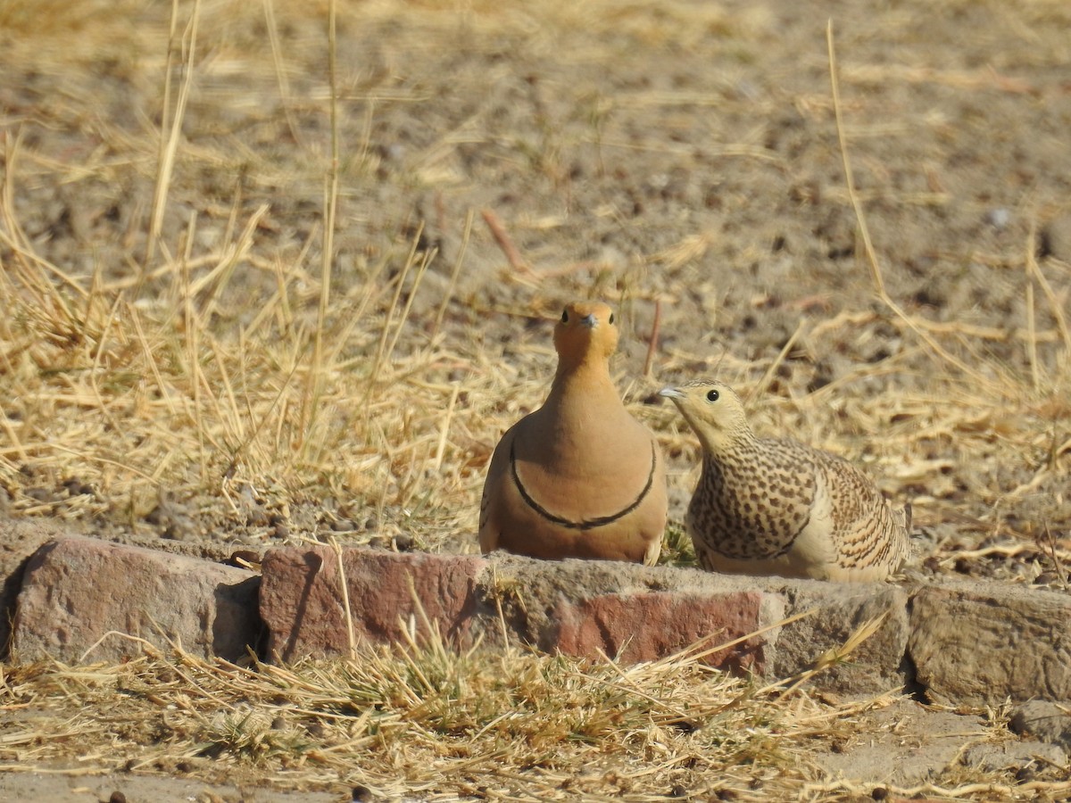 Chestnut-bellied Sandgrouse - Ashwin Viswanathan