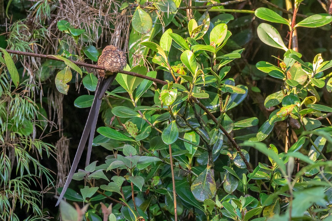 Swallow-tailed Nightjar - Rob Felix