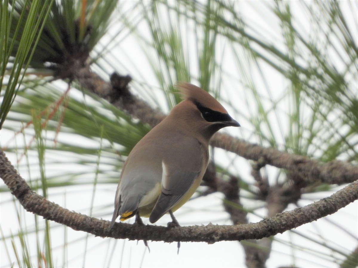 Cedar Waxwing - ML133038261