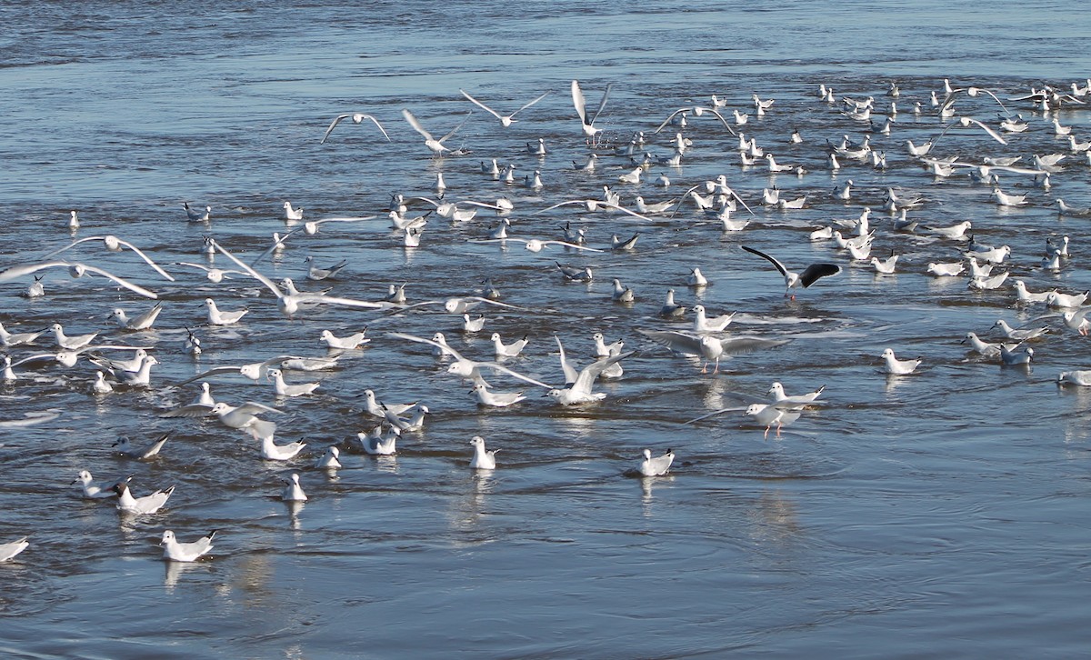 Mouette de Bonaparte - ML133040291