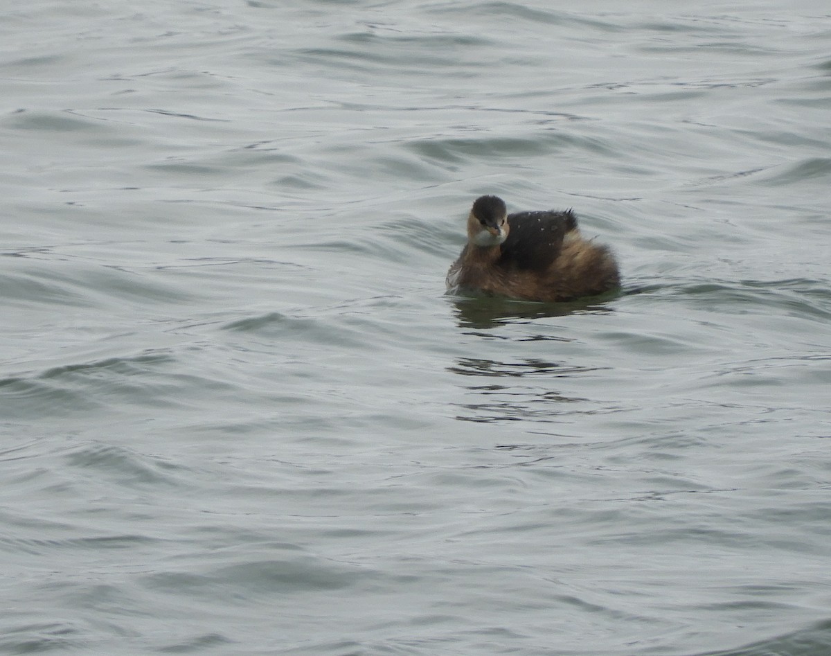 Little Grebe - Miroslav Mareš