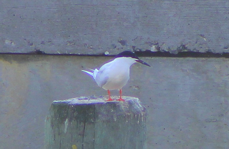 Roseate Tern - ML133040771