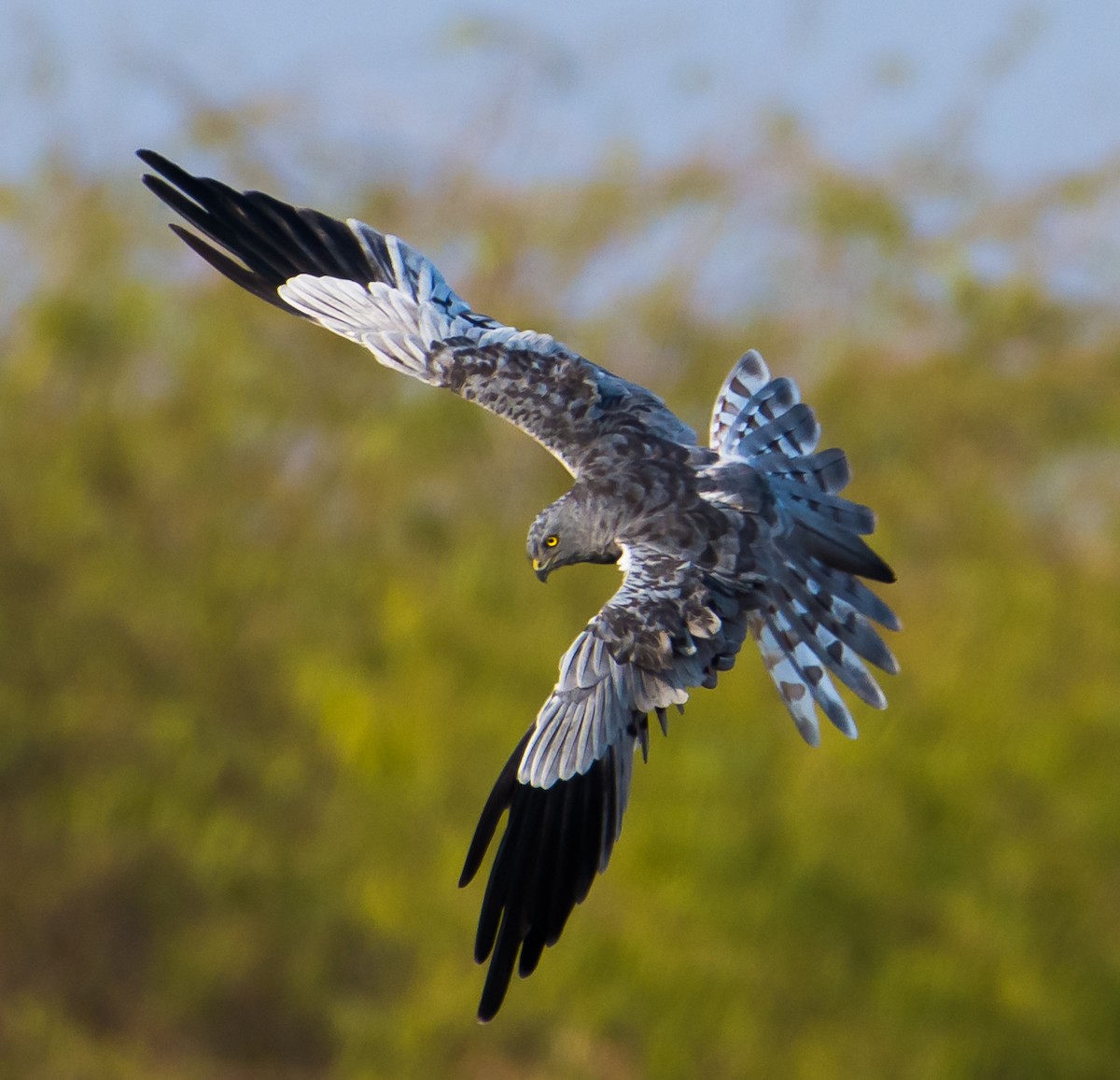 Montagu's Harrier - Arunava Bhattacharjee