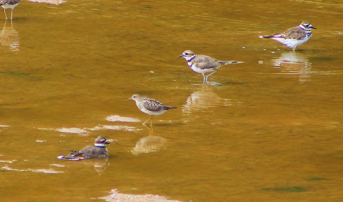 Pectoral Sandpiper - ML133041021