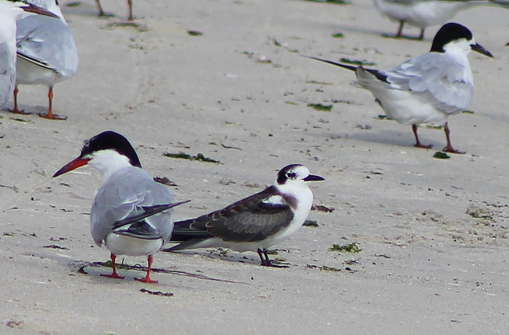 Black Tern - ML133041131