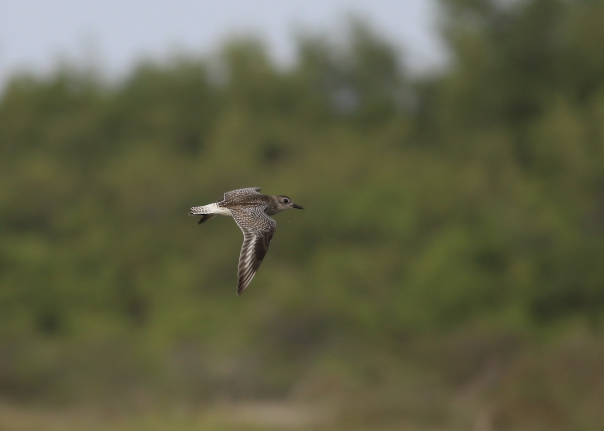 Black-bellied Plover - ML133042331