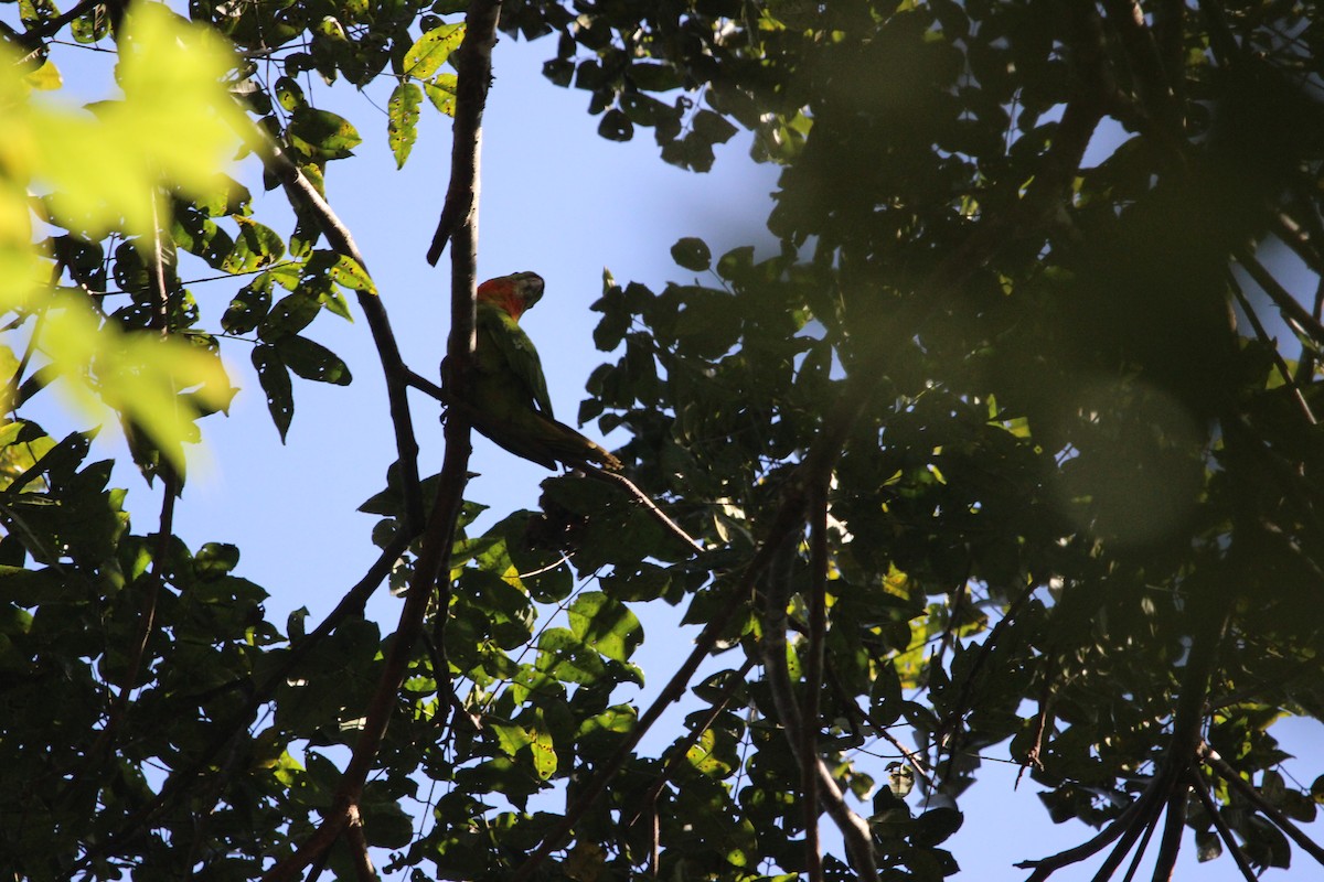Green Parakeet (Red-throated) - ML133043361