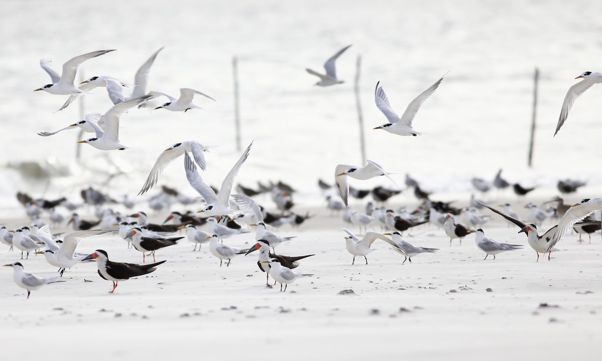 Sandwich Tern (Cayenne) - ML133043411