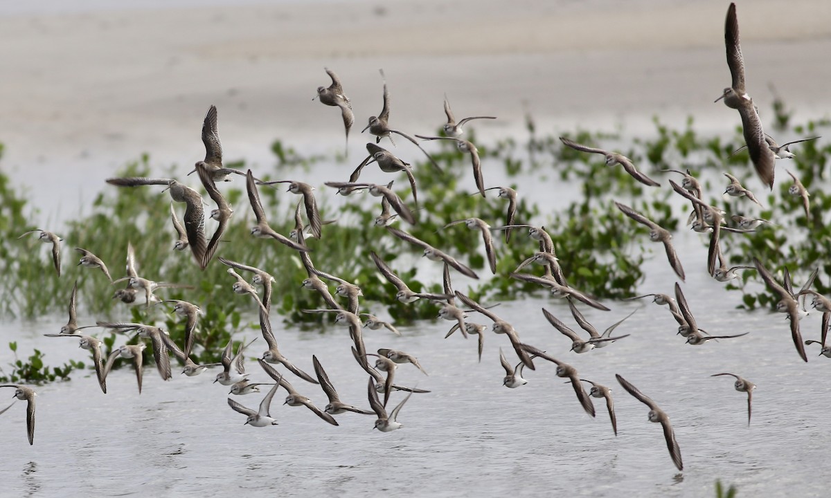 Semipalmated Sandpiper - ML133043521