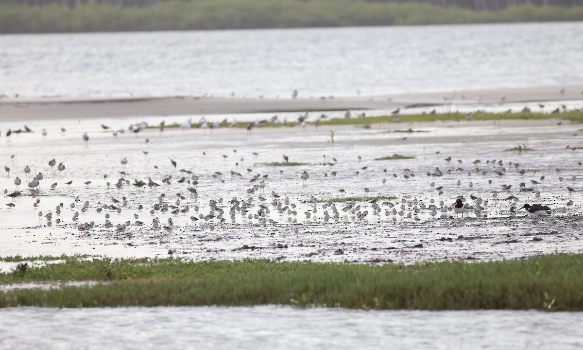 Semipalmated Sandpiper - ML133043541