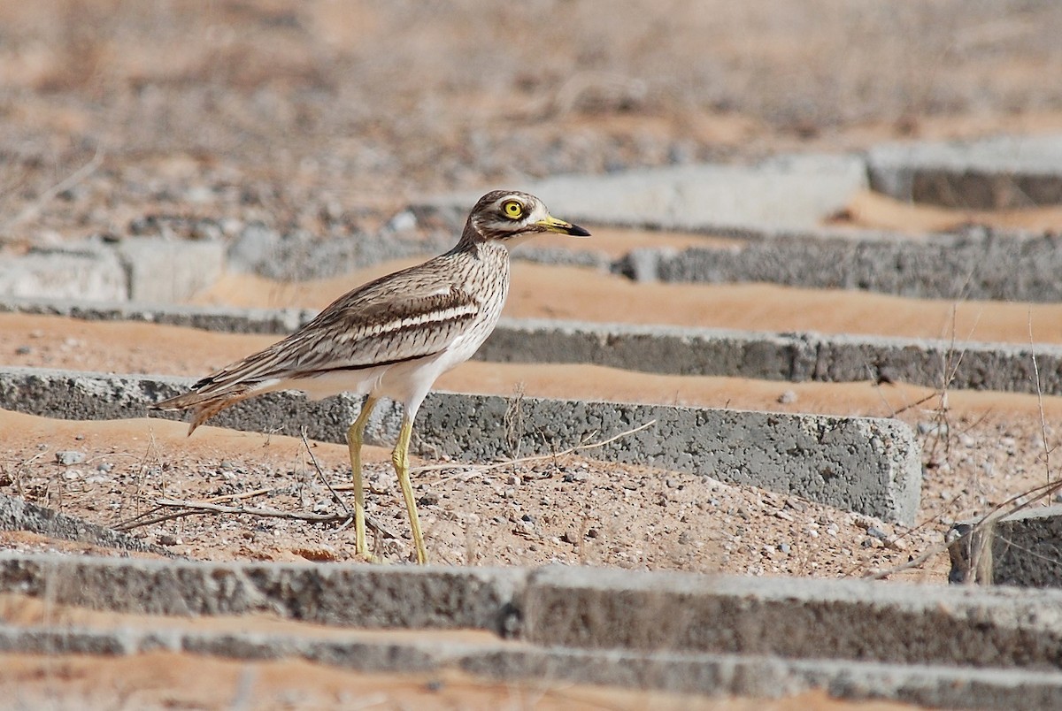 Eurasian Thick-knee - Peter Arras