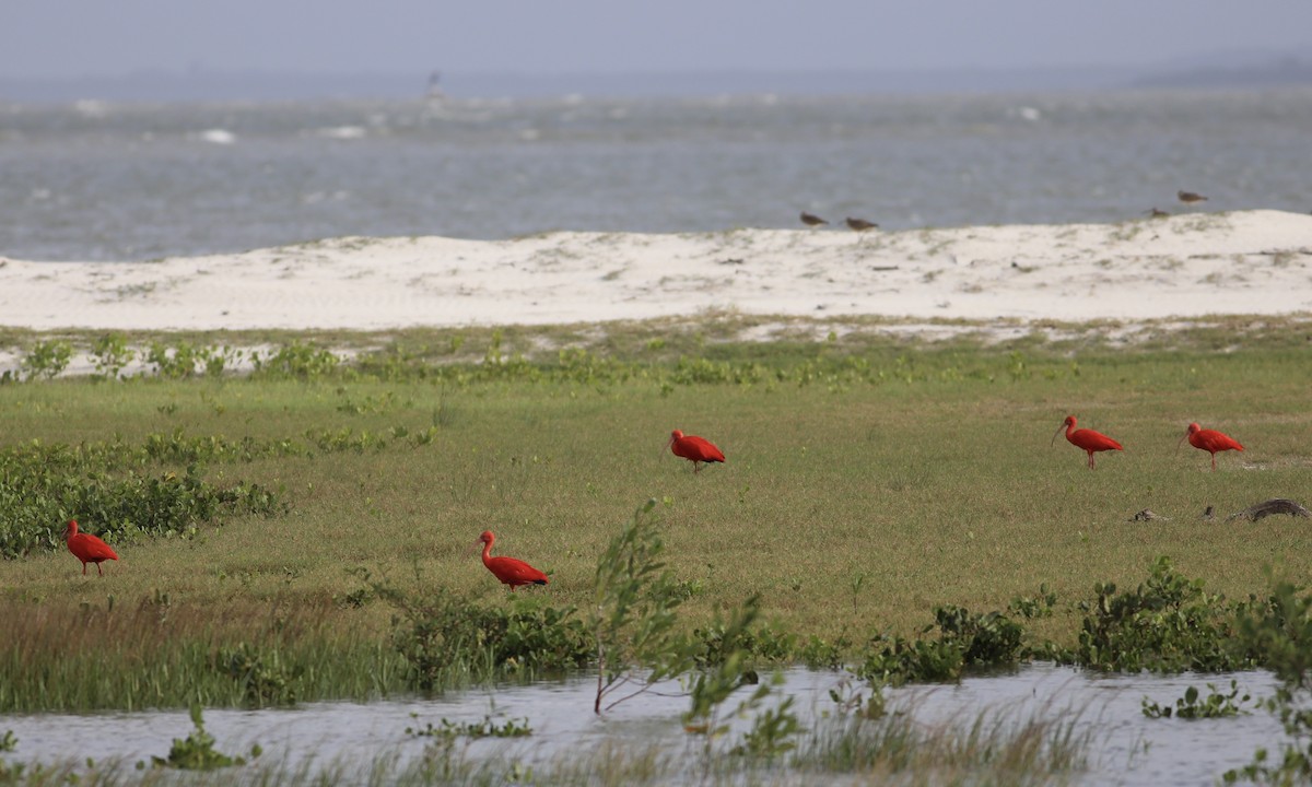 Scarlet Ibis - ML133043891