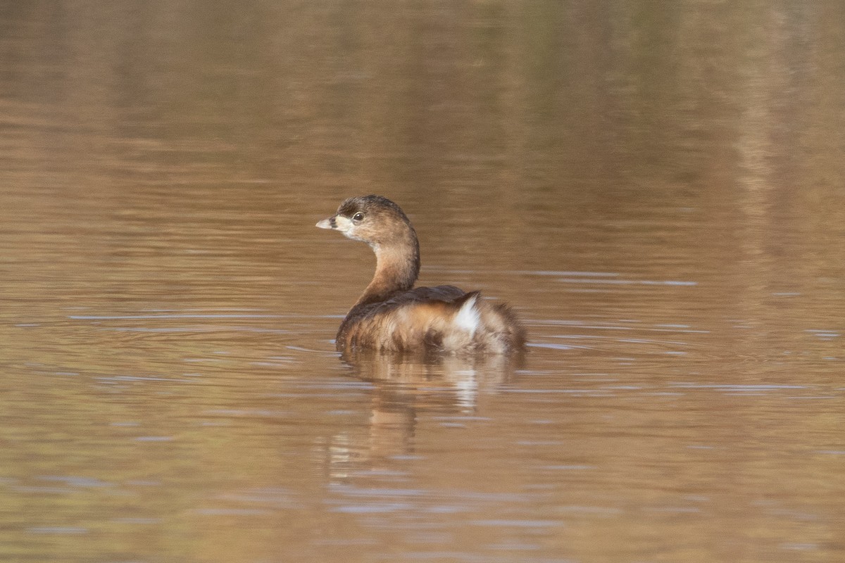 Pied-billed Grebe - ML133044401