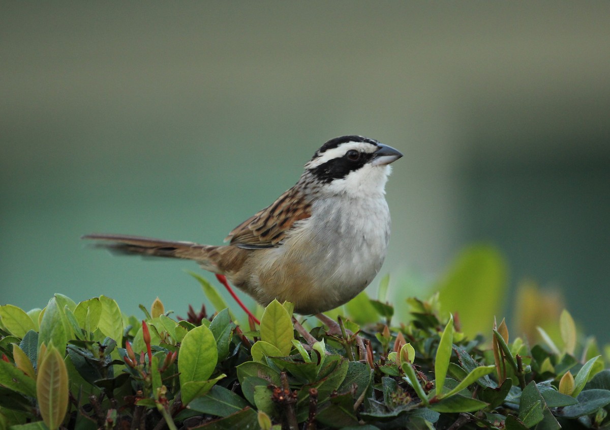 Stripe-headed Sparrow - ML133044481
