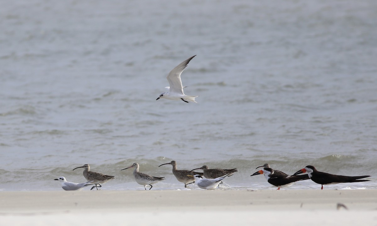 Gull-billed Tern - ML133044571