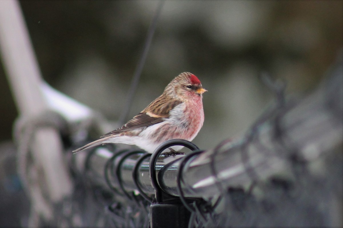 Common Redpoll - Zane Shantz