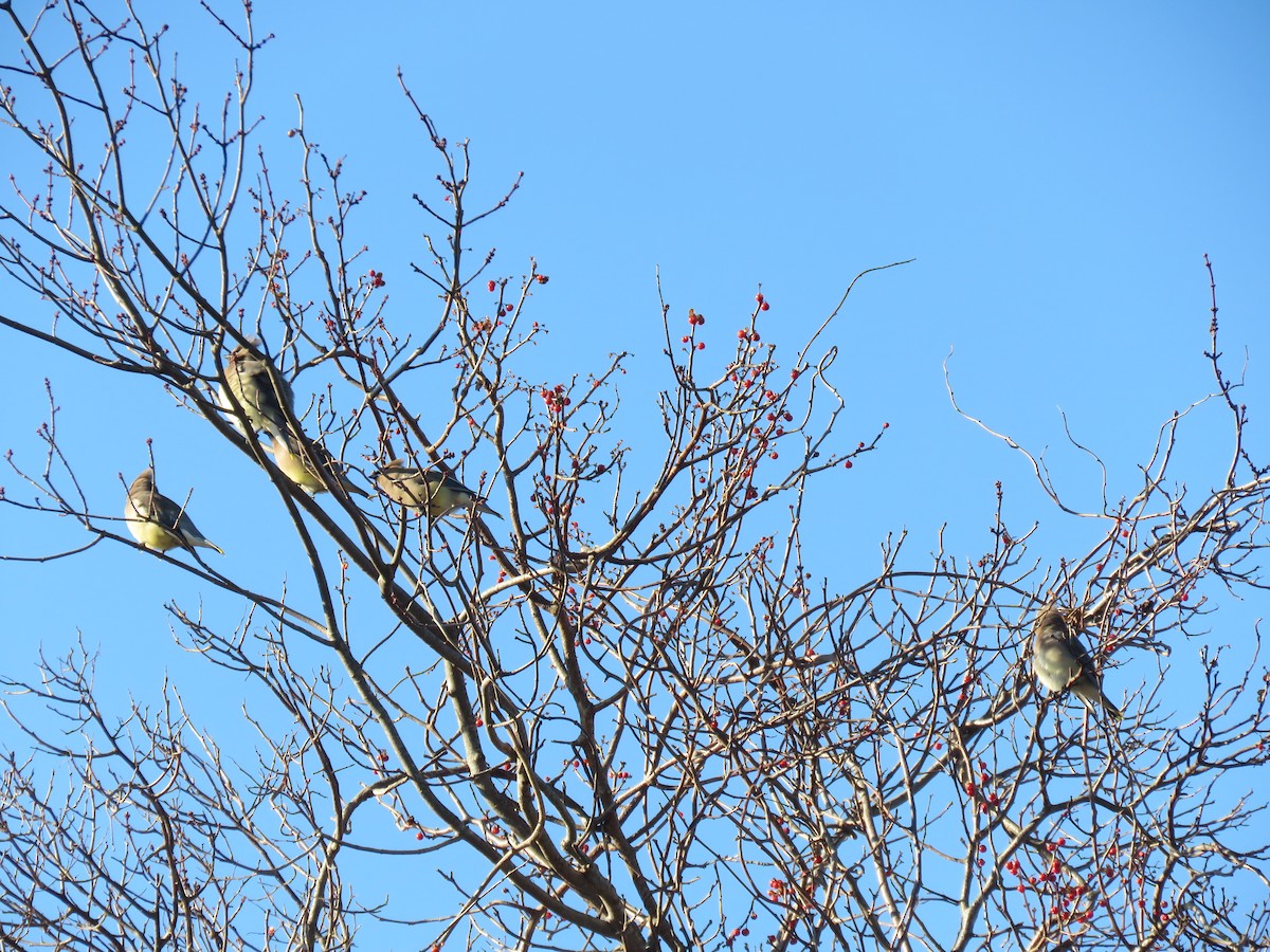 Cedar Waxwing - ML133045391