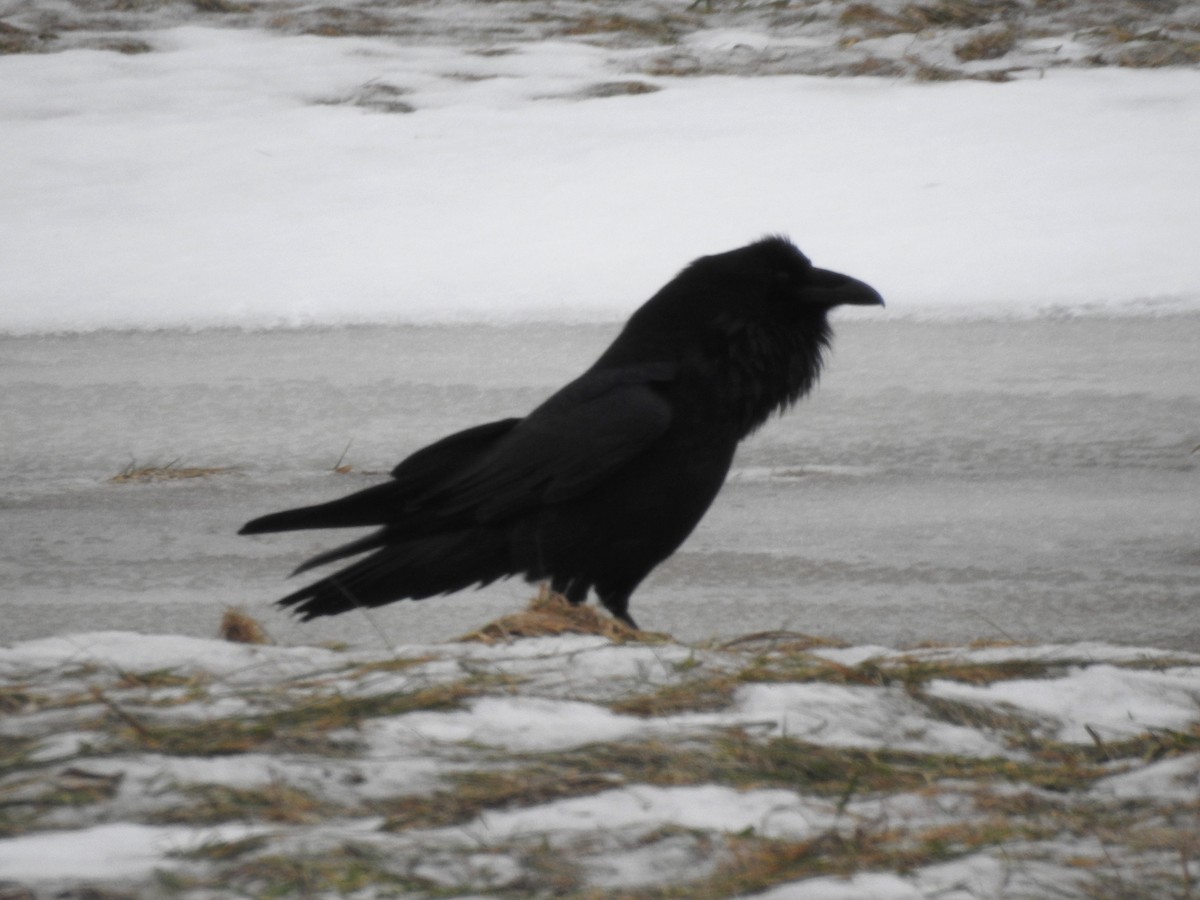 Common Raven - ML133045461