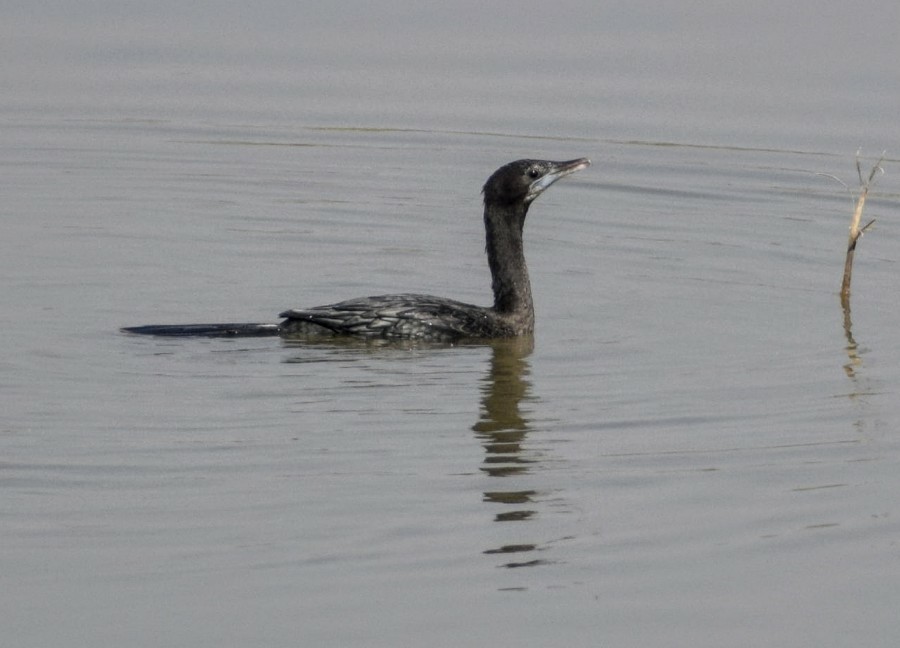 Indian Cormorant - Jageshwer verma