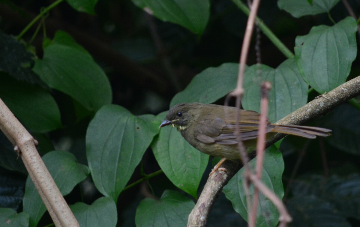 Bulbul à moustaches jaunes - ML133047661