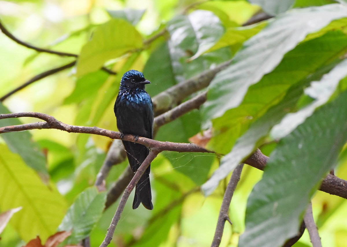 Bronzed Drongo - Rajesh Radhakrishnan