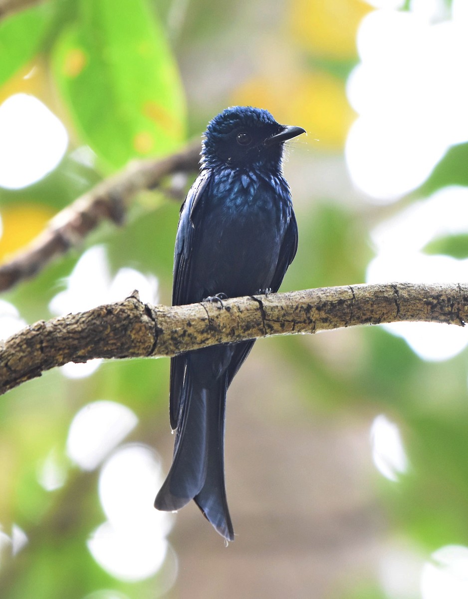 Bronzed Drongo - ML133048611