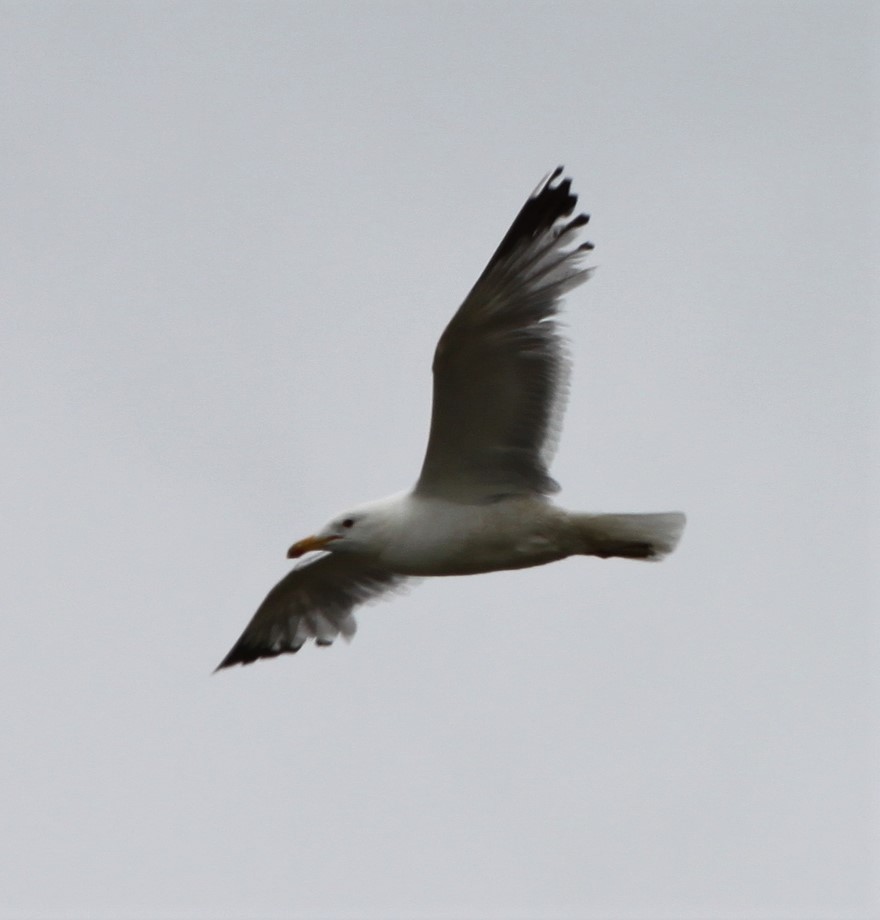 California Gull - ML133048851