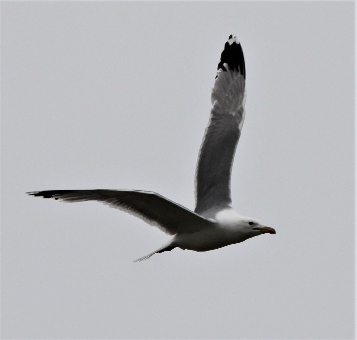 California Gull - ML133048861