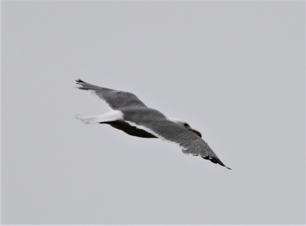 California Gull - ML133048871