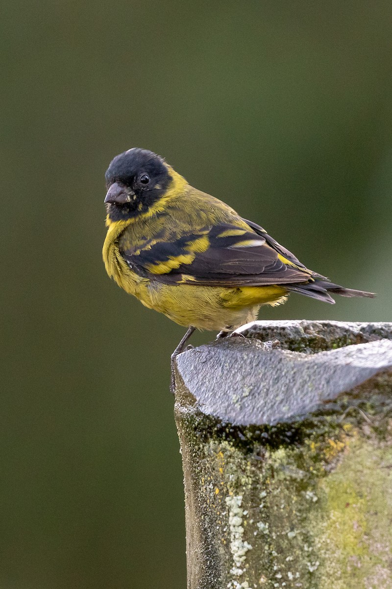 Hooded Siskin - Rob Felix