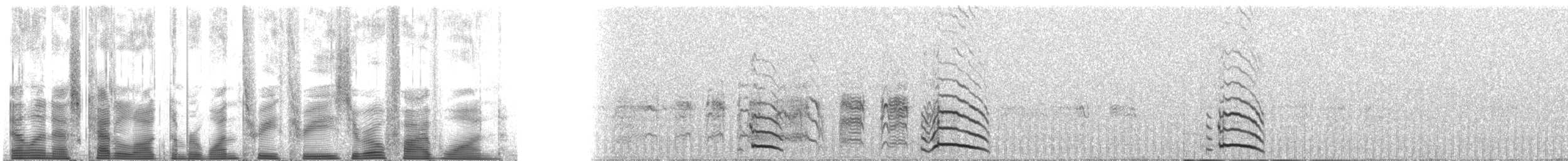 Whiskered Auklet - ML133051