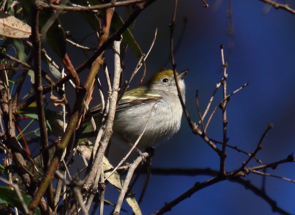 Gelbscheitel-Waldsänger - ML133051101