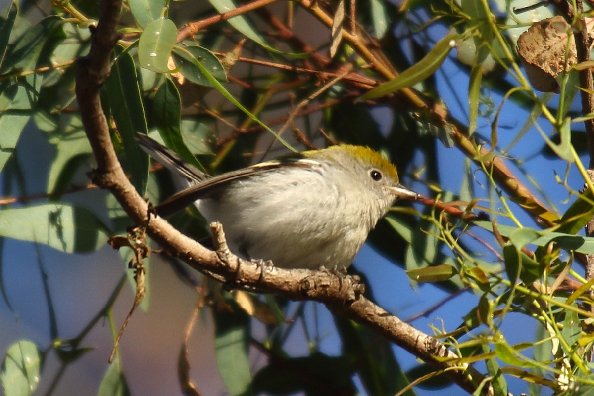 Chestnut-sided Warbler - Greg Gillson